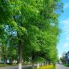 В городе еще весна :: светлана льдокова