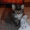 Котёнок :: Наталья 