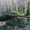 Речка в сосновом бору :: Георгиевич 