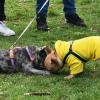 Москва. Парад французских бульдогов в усадьбе «Воронцово». :: Наташа *****