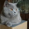 Котяра :: Лютый Дровосек