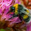 Шмель Bombus :: Aleksey Afonin