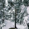 Зимний поход :: Георгиевич 