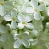 White Lilac | 5 :: Sergey Sonvar