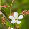 Cherry blossom | 2 :: Sergey Sonvar