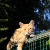 рыжик :: Андрей Иванов