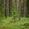 Young spruce in the pine forest | 6 :: Sergey Sonvar