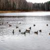 Утки на озере. :: Милешкин Владимир Алексеевич