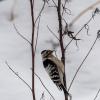 Малый пёстрый дятел (Dendrocopos minor). Птицы Сибири. :: Вадим Басов