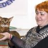 Фото с выставки кошек :: Светлана Ищенко