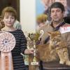 Победитель выставки красавчик мейн-кун :: Светлана Ищенко