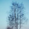 Зимние берёзки :: Людмила Смородинская