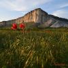 Природа Крыма :: Amazing Cosmea