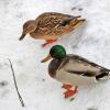 Зимние уточки, семейная пара :: Светлана 