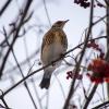 Дрозд рябинник. :: Артём Орлов