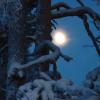 Лунная мелодия зимнего вечера :: Галина Ильясова