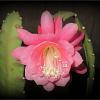 Цветет эпифиллум :: Наталья ***