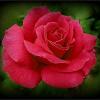 Красная роза :: Наталья ***