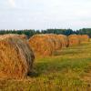 Урожай сена :: Сергей Ц