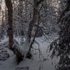 Тайга зимой :: Aleksey Afonin