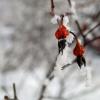 Зимний шиповник :: Ольга 