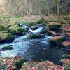 Поздняя осень. Ручей , который впадает в реку Weiße Elster (р. Вайсе Эльстер), находится рядом с гор :: Наталья ***