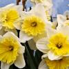 Нарциссы :: Наталья