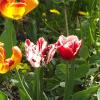 Тюльпаны :: Freddy 97