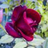 Бутон  бархатной  розы :: Валентин Семчишин