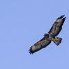 Канюк в небе :: Андроник Александр 