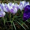 Крокусы крупноцветковые :: Елена Сухорученкова
