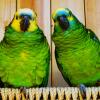 Пара зелёных попугаев :: Aida10 