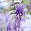 Глициния :: Любовь 