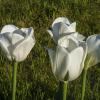 Белые  тюльпаны :: Валентин Семчишин