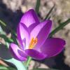 Крокус ботанический «Руби Гиант» :: Слава Коломойцев