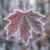 Кленовый лист, покрытый инеем :: Лилия 