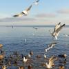 Чайки и утки...Финский залив. :: Лилия *