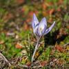 Крокус :: Игорь Сикорский