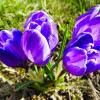 Крокусы на городской клумбе. :: Милешкин Владимир Алексеевич 