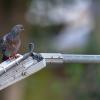 Птицы в городе. Голубь :: Владимир Лазарев