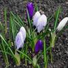 Крокусы :: Рита Симонова