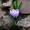 Крокусы :: Рита Симонова
