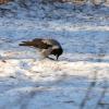 Ворона в поисках :: Александр Синдерёв
