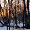 Март в Подмосковье :: Елена