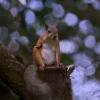Эта белочка явно ждёт угощения :: Николай Соколухин