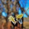 Май...Верба зацвела! :: Владимир