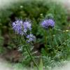 Фацелия пижмолистная :: Aleksandr .