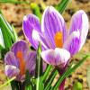 Нежные крокусы :: Андрей Снегерёв