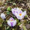 Крокус крупноцветковый :: Сергей Кочнев
