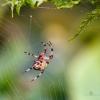Araneus diadematus :: Игорь Сарапулов